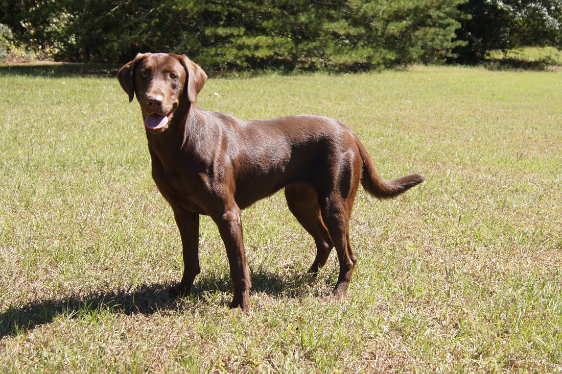 american chocolate lab